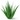 Aloe Vera: Algetics Thalasso Cosmetics