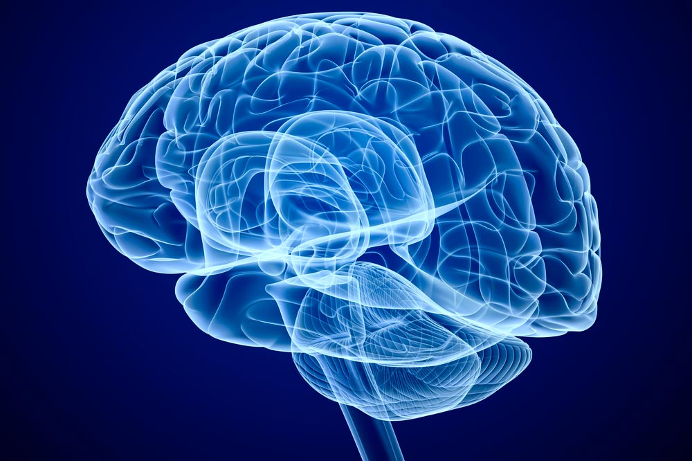 Ученые вырастили в лаборатории копию человеческого мозга
